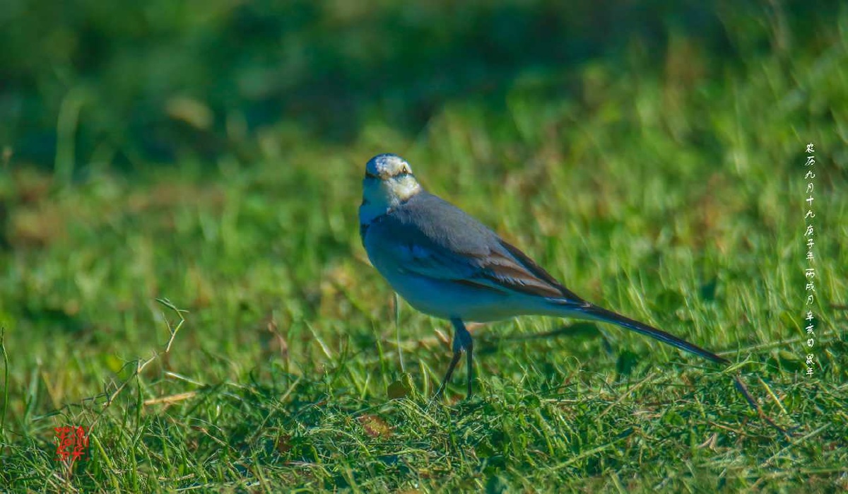 白黄灰褐黑脊宽尾长细翎羽三色间雀跃浅草地