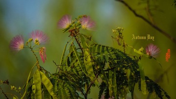 IMG_4874_