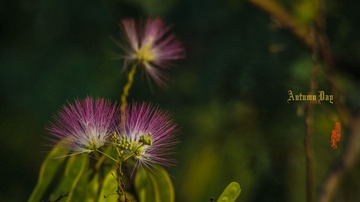 IMG_4879_