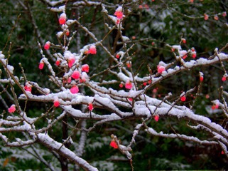 雪后腊梅
