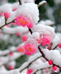 雪后腊梅