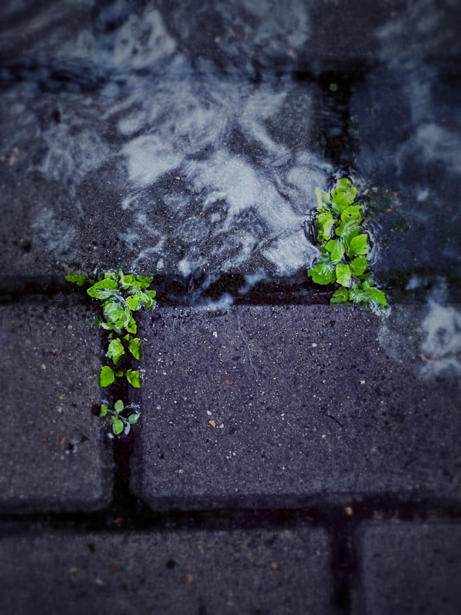 雨天植物 - 铖诗何 - 图虫