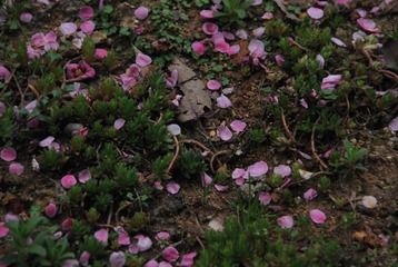 花泥