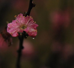 雨梅