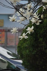 绿玉相杂
