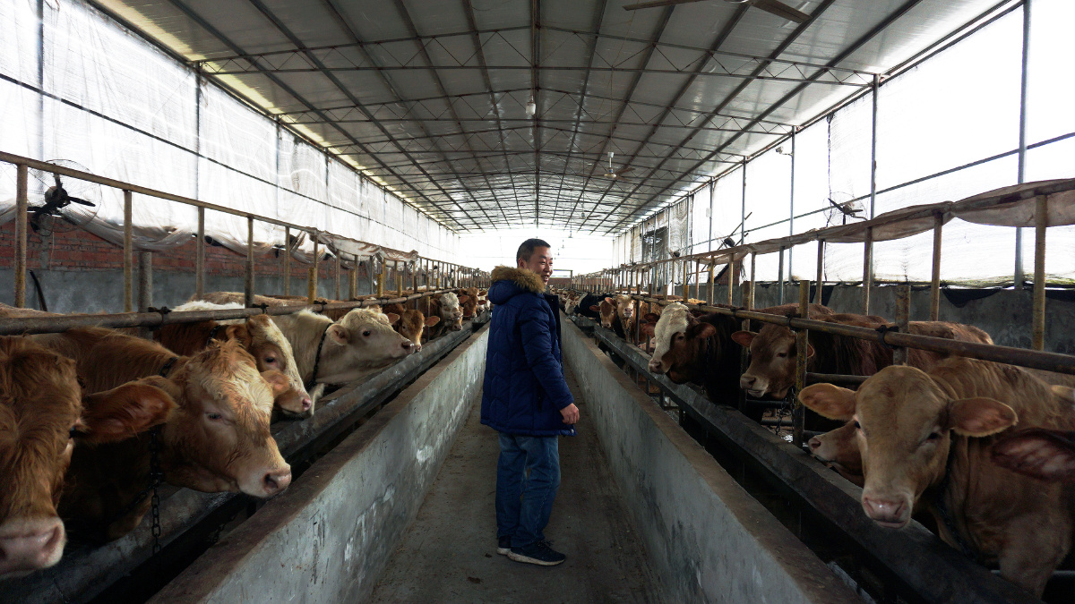 新农村新农民,养牛,致富之路!