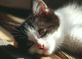IMGP4741a.jpg