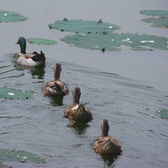 IMGP9412a.jpg