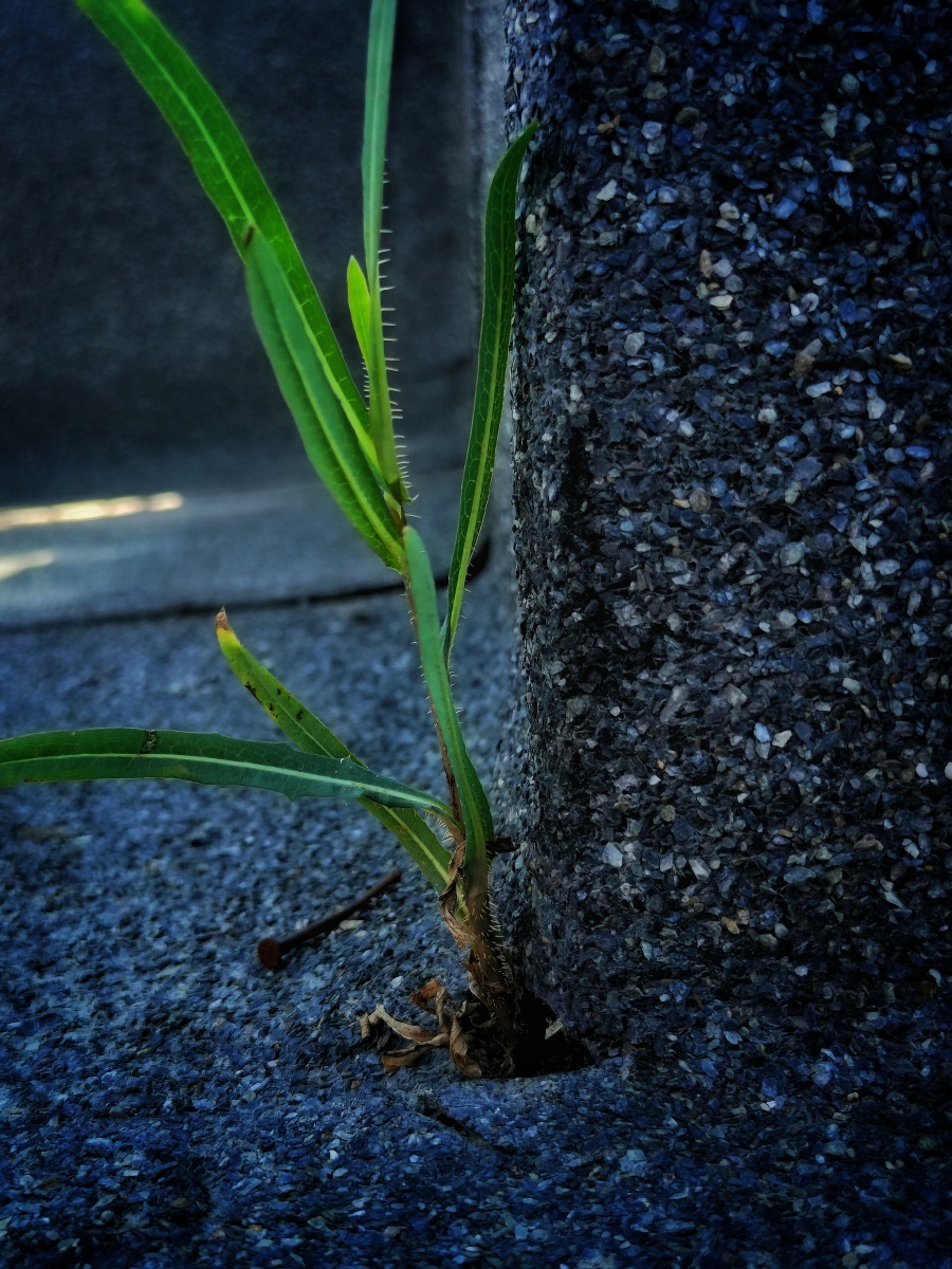 生命力偶尔发现屋顶油毛毡一个缝隙长出一颗稚嫩的无名草惊叹摄于塔城