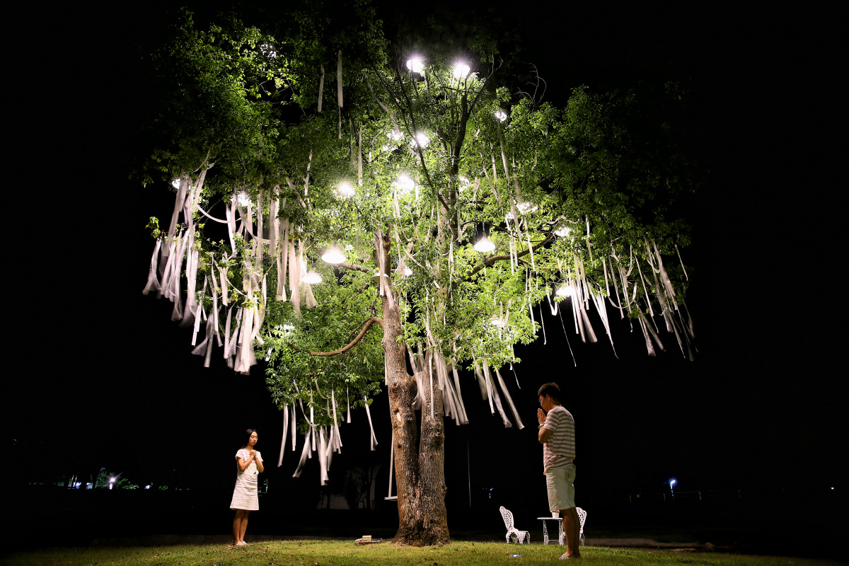 许愿树下的我们