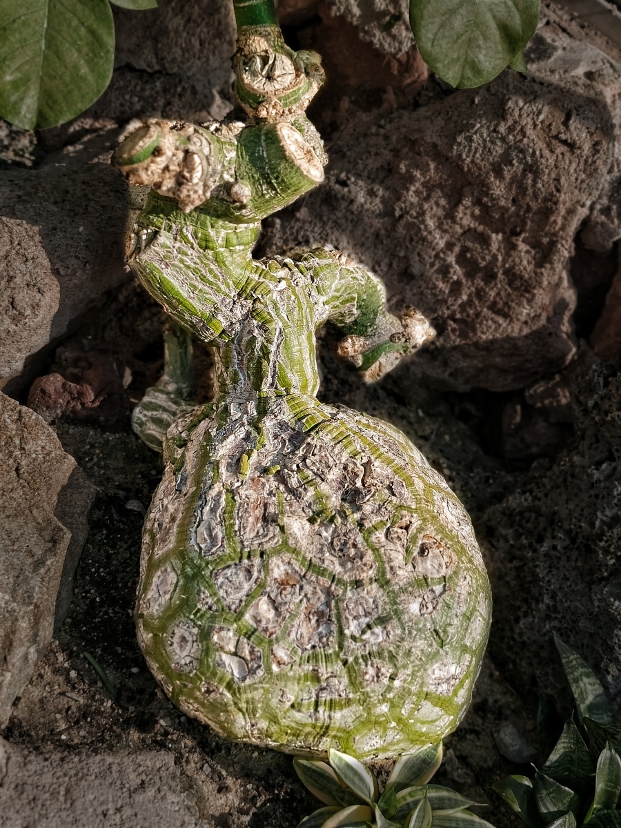 龟纹木棉木棉科,原产美洲墨西哥,多年生肉质植物,根基部粗壮,茎基部不