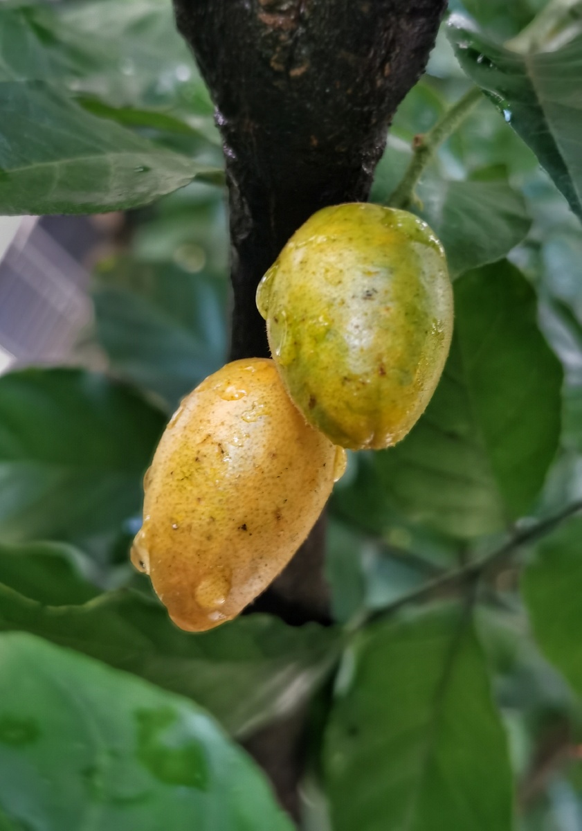 百赏不厌的黄皮果黄皮果是芸香科黄皮属植物,又名黄枇,是著名的"岭南
