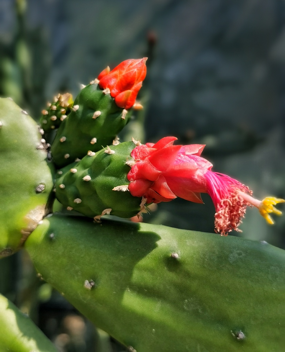 带刺的掌方为美—胭脂掌仙人掌科肉质灌木或小乔木,高2-4米,圆柱状