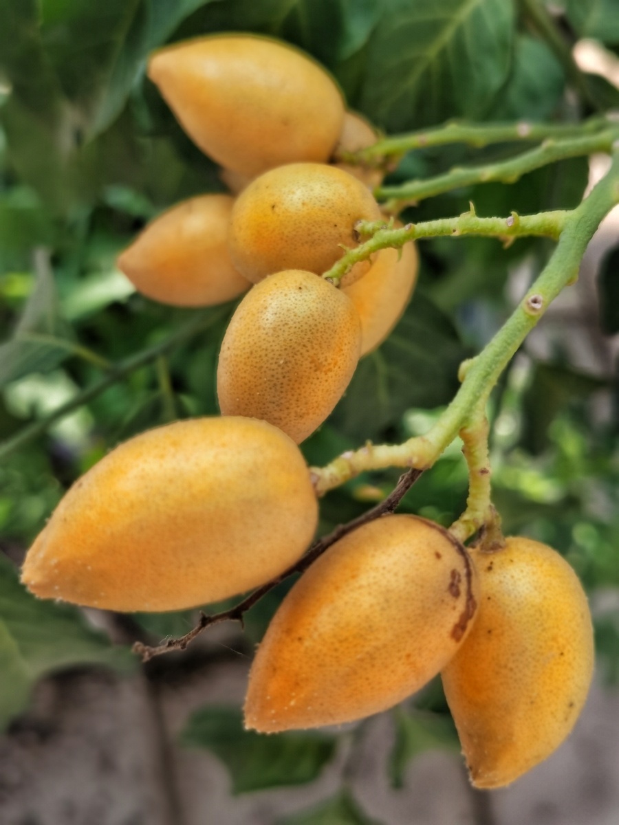 天台种植的黄皮果黄皮果是芸香科黄皮属植物,又名黄弹,黄皮,黄枇,黄