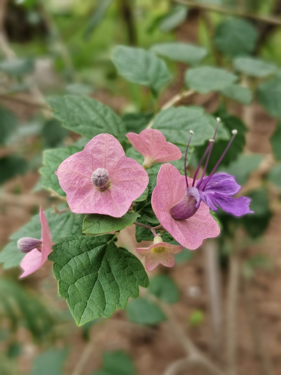 地桃花锦葵科梵天花属直立亚灌木状草本植物高可达1米小枝被星状绒711