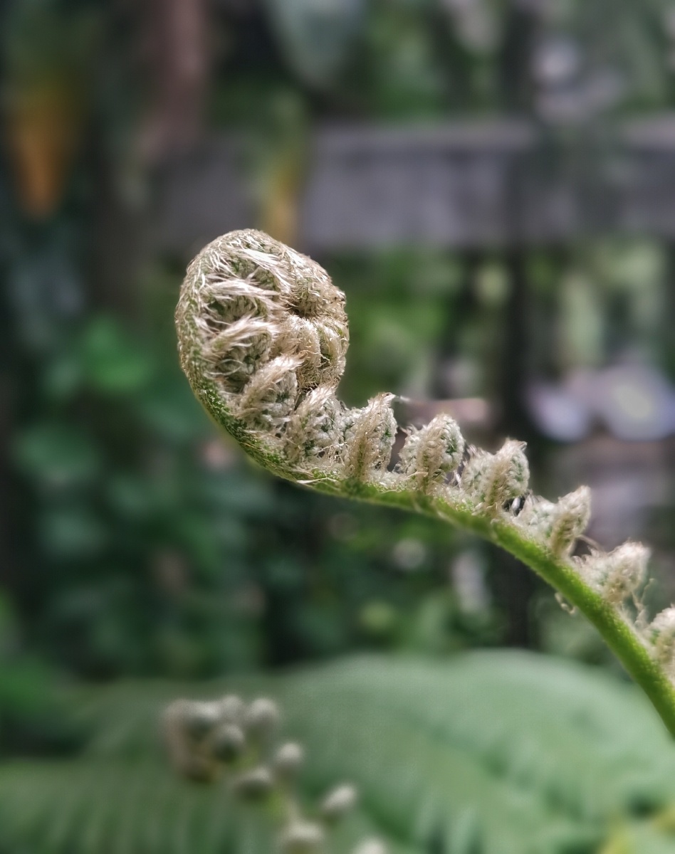 3亿6000年前就已存在被称为活化石的笔筒树白桫椤