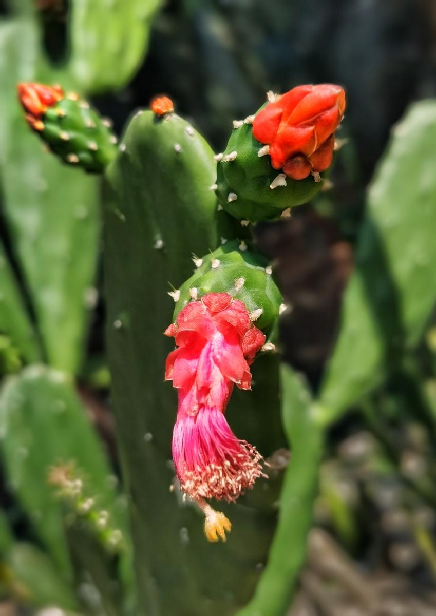 带刺的掌方为美—胭脂掌仙人掌科肉质灌木或小乔木,高2-4米,圆柱状