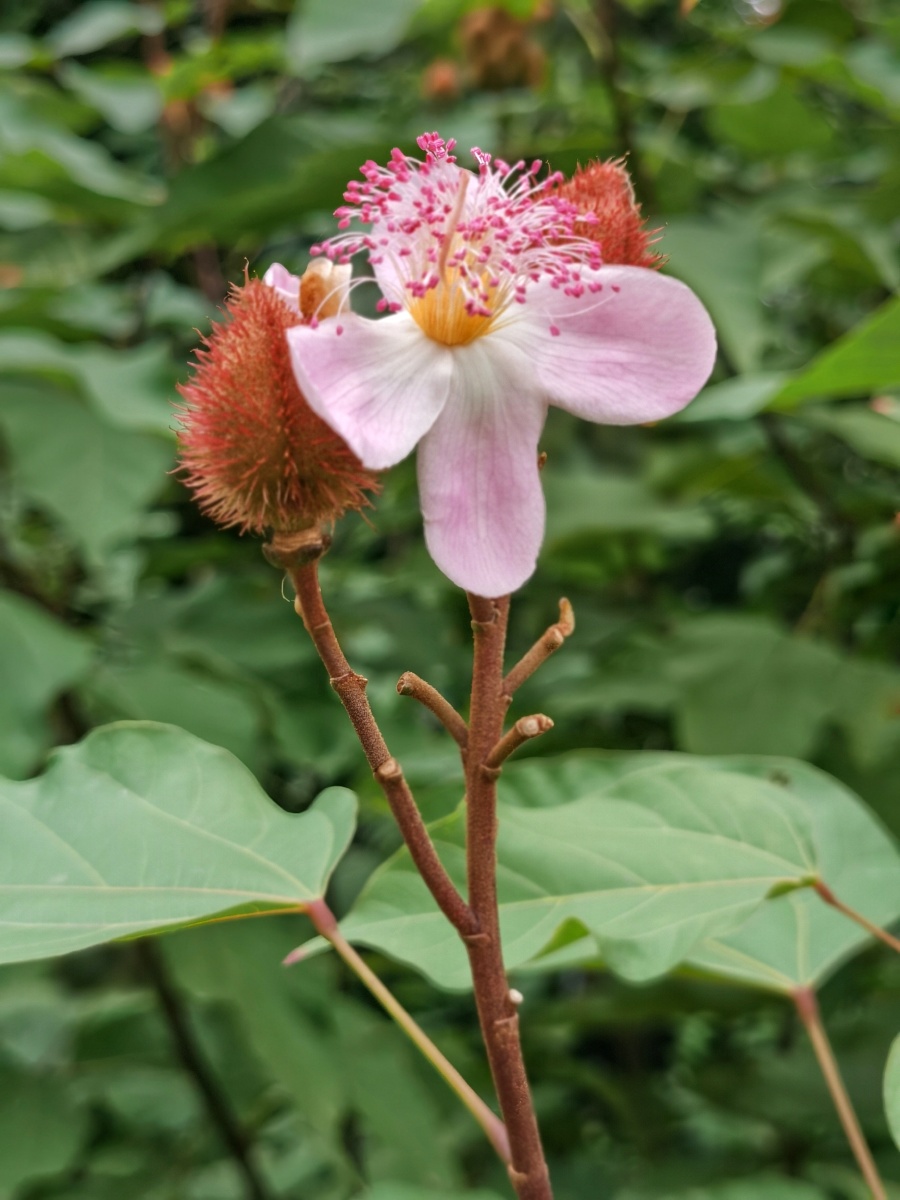 胭脂木红木映日浅红花万朵迎风新绿木干枝青鸾一去无消息云外何人寄