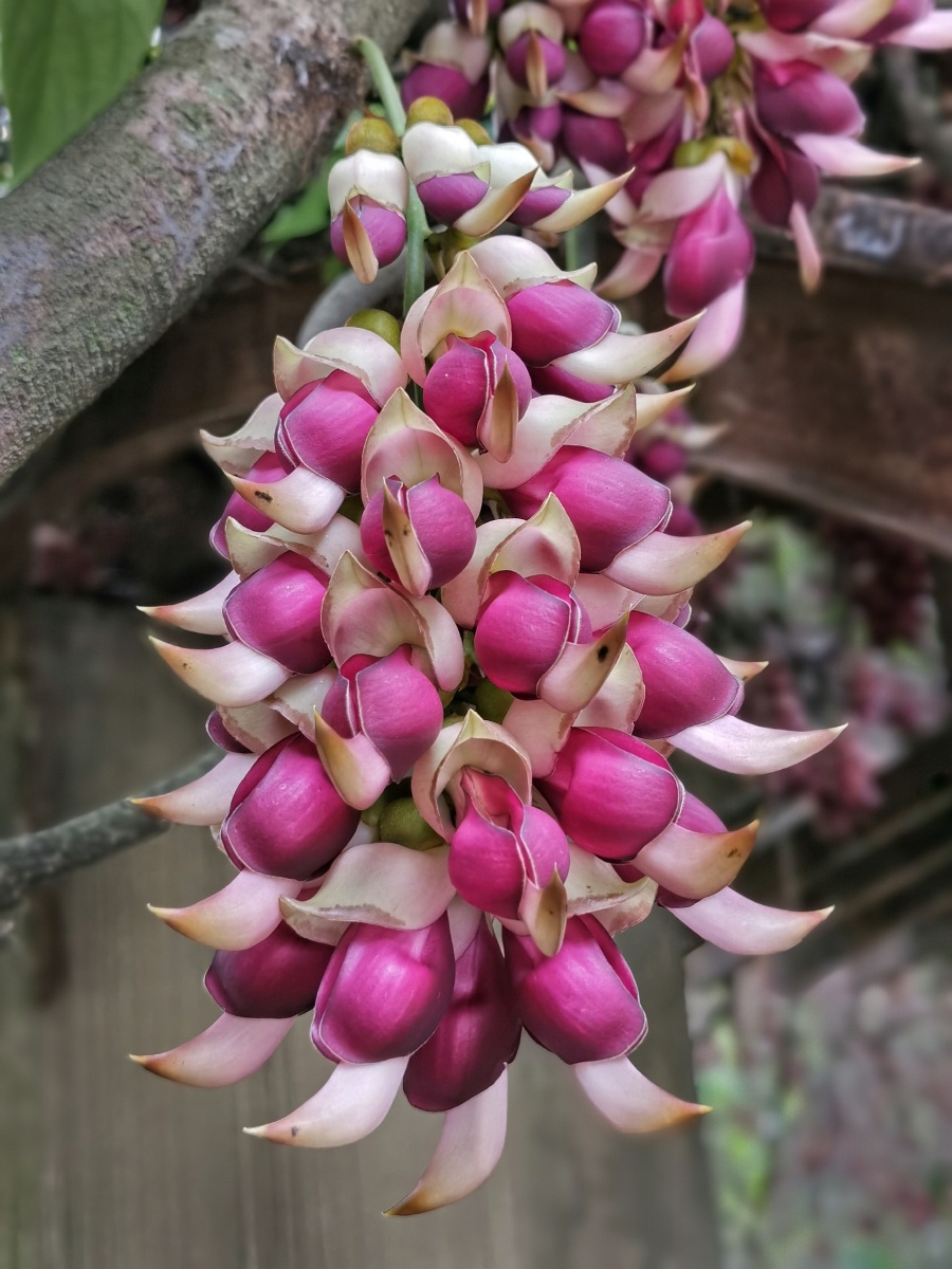 禾雀花应疑群雀闹高枝粉面微红略染脂远客闻风寻宝地仙家驻脚叹风姿