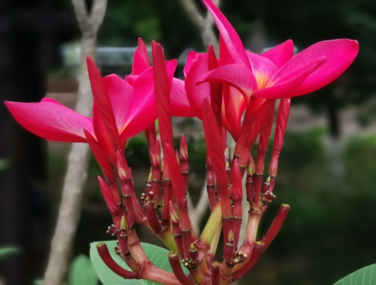 红色鸡蛋花广州白云湖