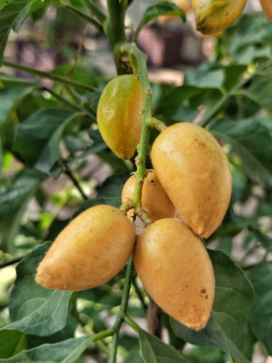 天台种植的黄皮果黄皮果是芸香科黄皮属植物,又名黄弹,黄皮,黄枇,黄