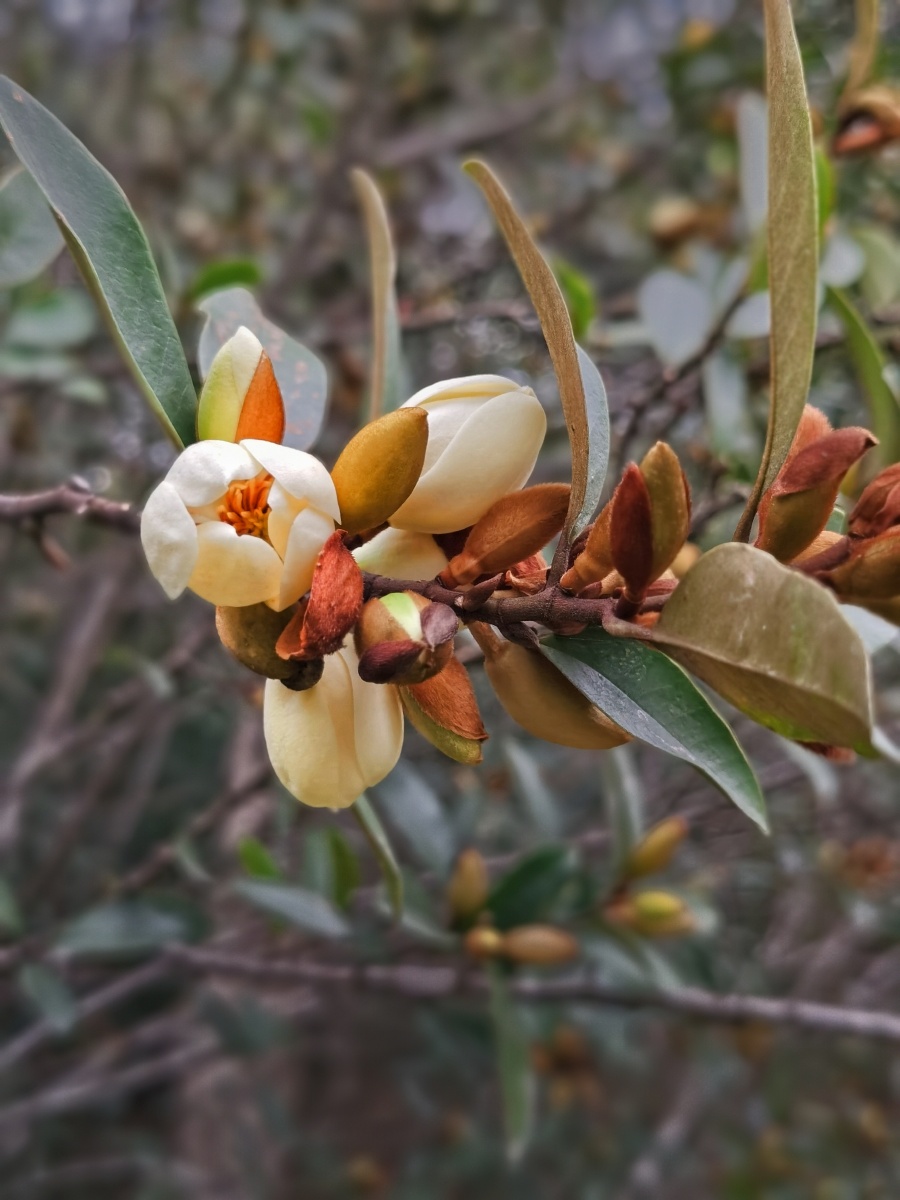 苦梓含笑木兰科,含笑属乔木,高达7-10米,胸径达60厘米;树皮平滑,灰色