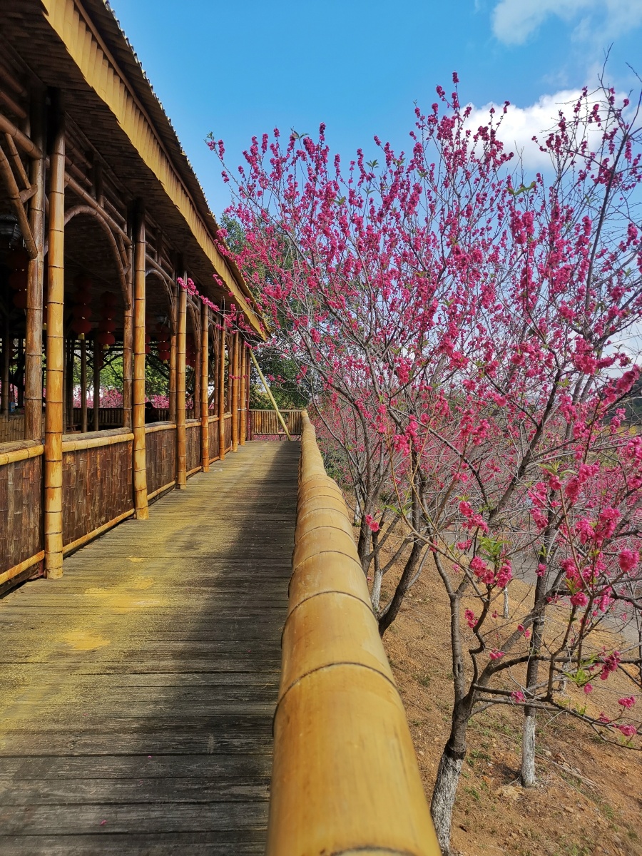 竹寨桃花开 - 李保洪