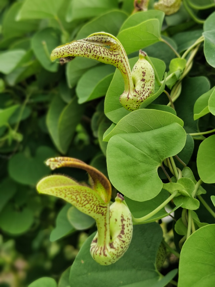 麻雀花别称雀仔花孔雀花开口马兜铃多年生草质藤本植物叶纸质顶端钝尖