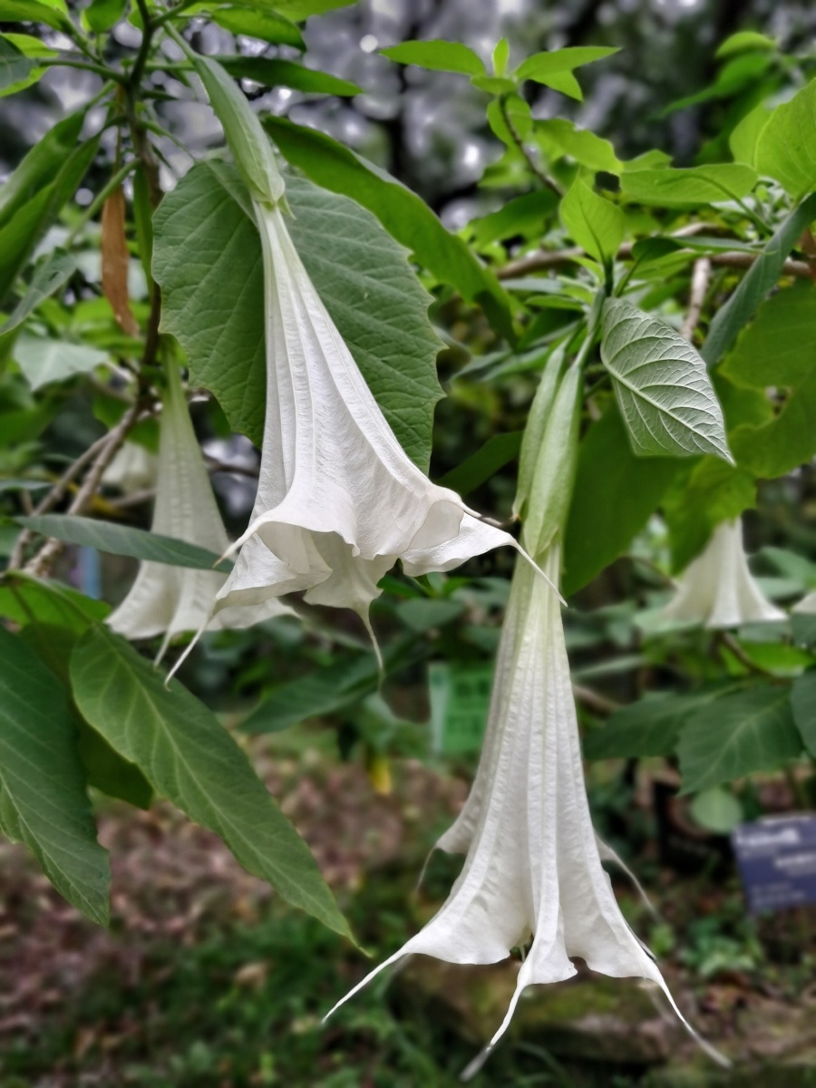 藏传佛教里有关微观宇宙的模型就叫"曼陀罗",即佛家所谓"一花一世界
