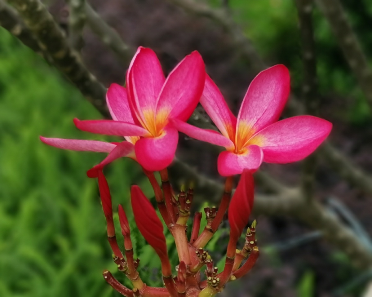 红色鸡蛋花广州白云湖