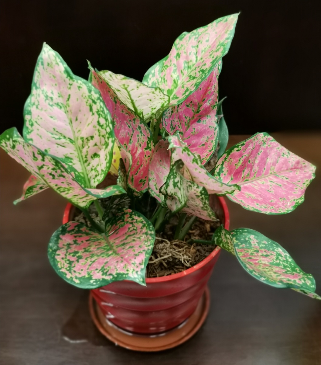 摆在办公室的观叶植物 万年青(开喉剑,九节莲,冬不凋)多年生常绿草本