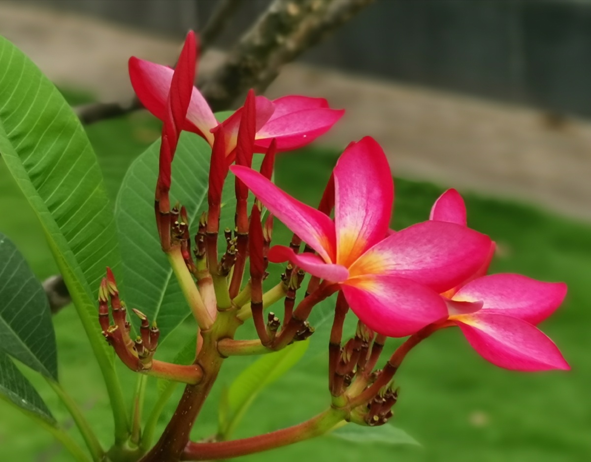 红色鸡蛋花广州白云湖