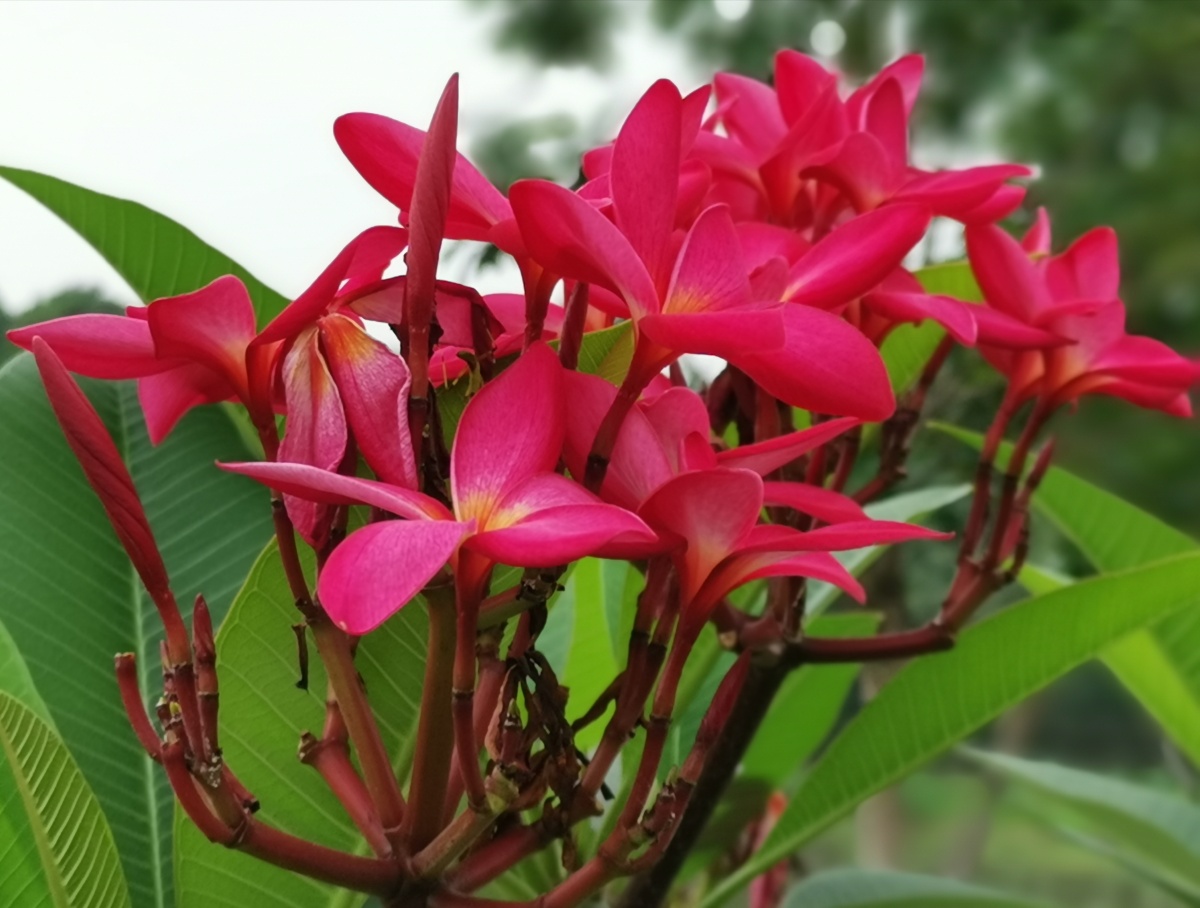 红色鸡蛋花广州白云湖