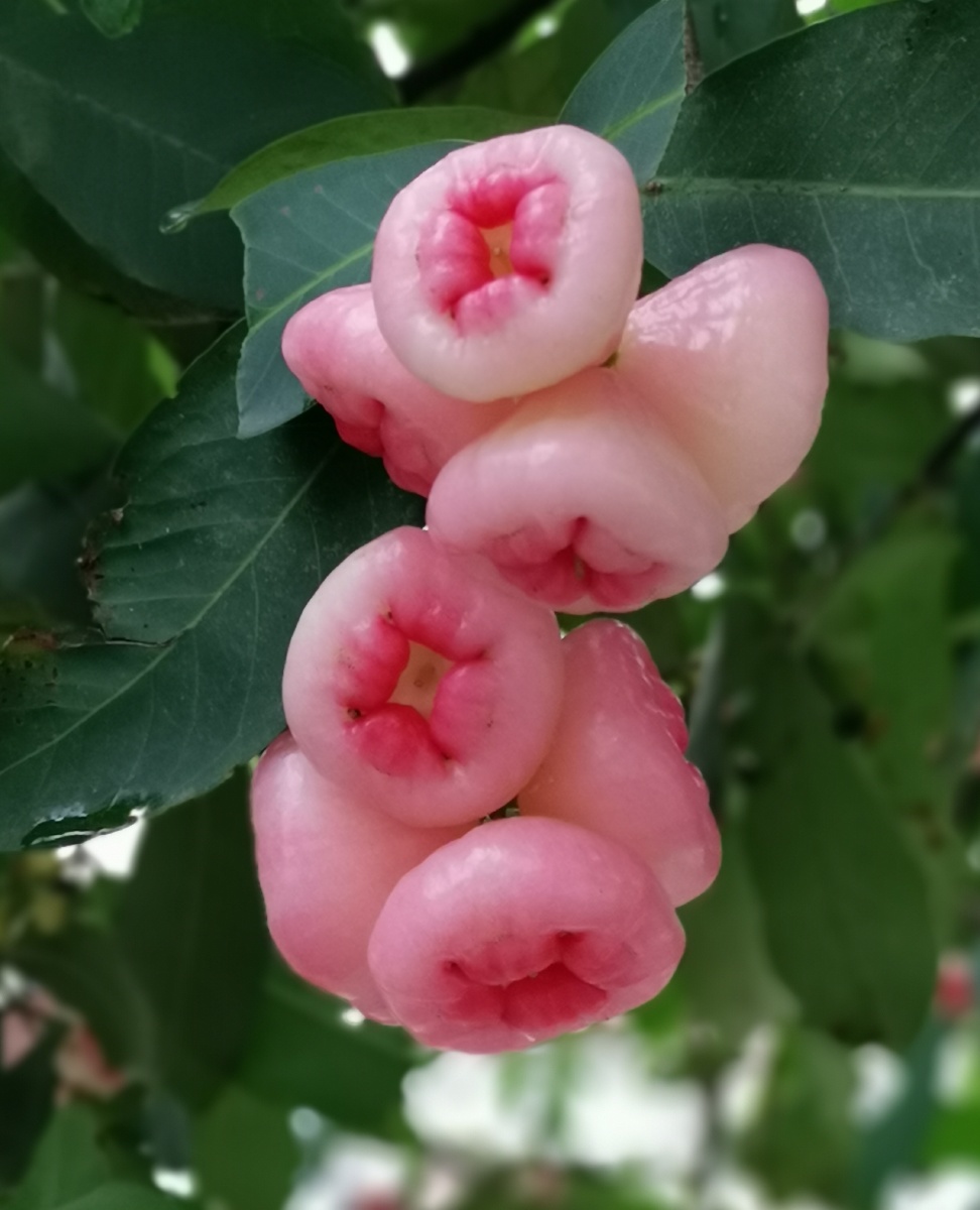 洋蒲桃莲雾天桃熟了露出粉嫩的笑脸等你来采摘享用