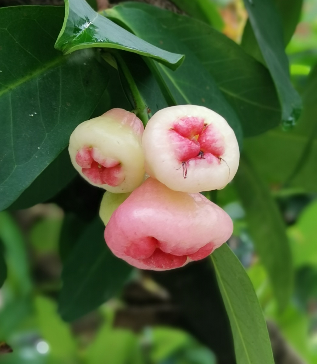 洋蒲桃莲雾天桃熟了露出粉嫩的笑脸等你来采摘享用