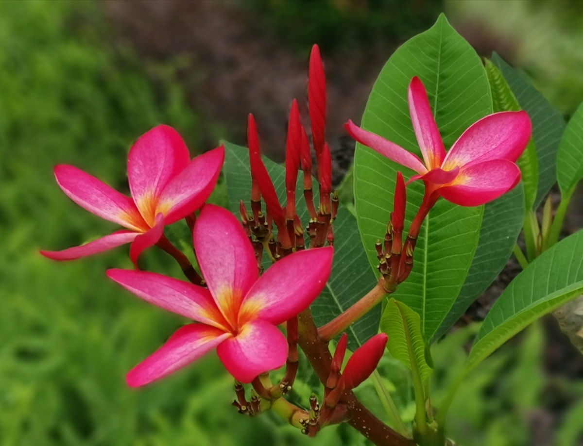 红色鸡蛋花广州白云湖