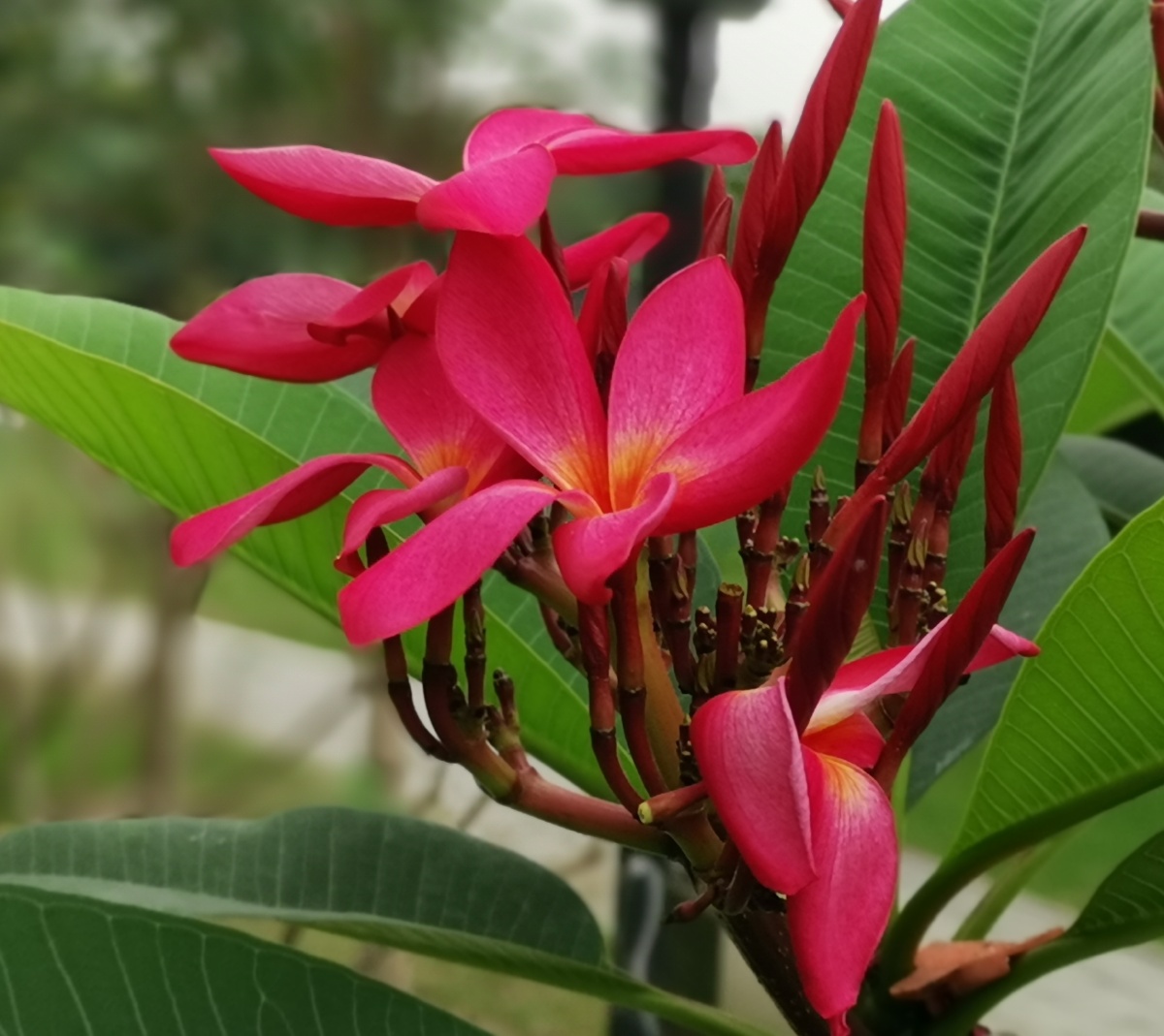 红色鸡蛋花广州白云湖