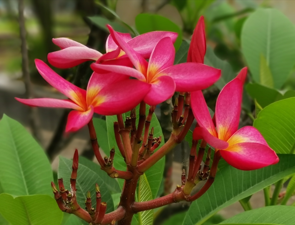 红色鸡蛋花广州白云湖