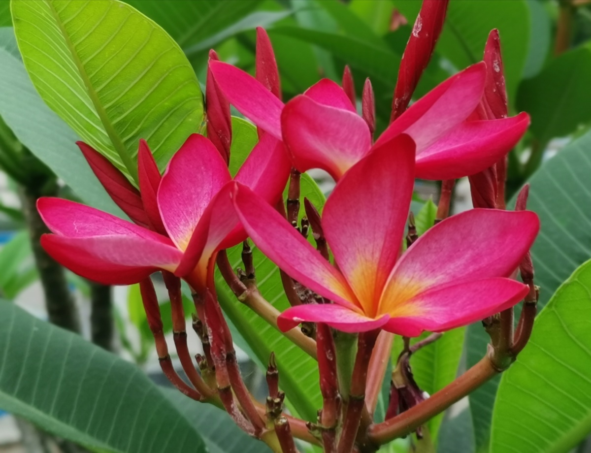 红色鸡蛋花广州白云湖