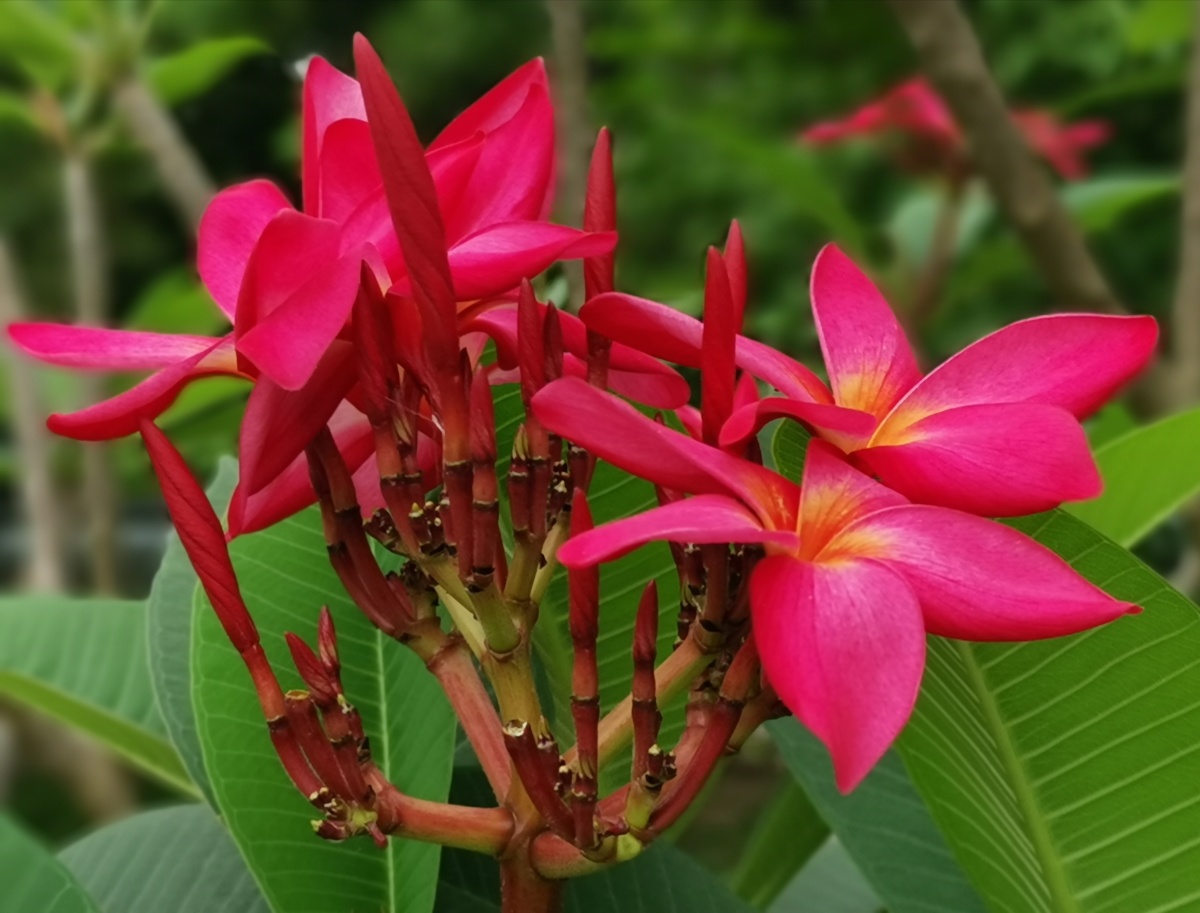 红色鸡蛋花广州白云湖