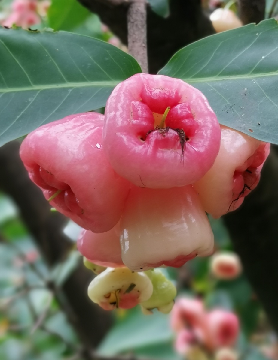 洋蒲桃莲雾天桃