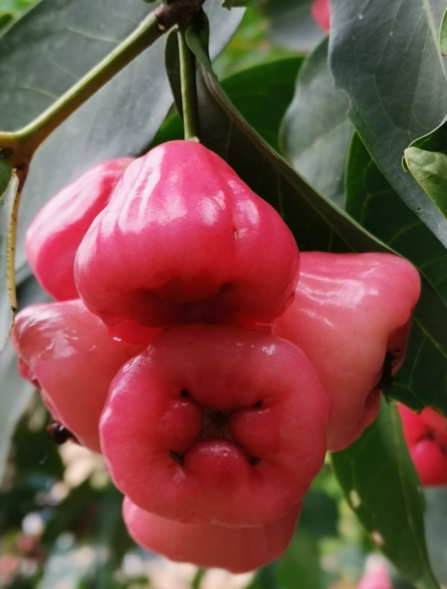 洋蒲桃莲雾天桃熟了露出粉嫩的笑脸等你来采摘享用