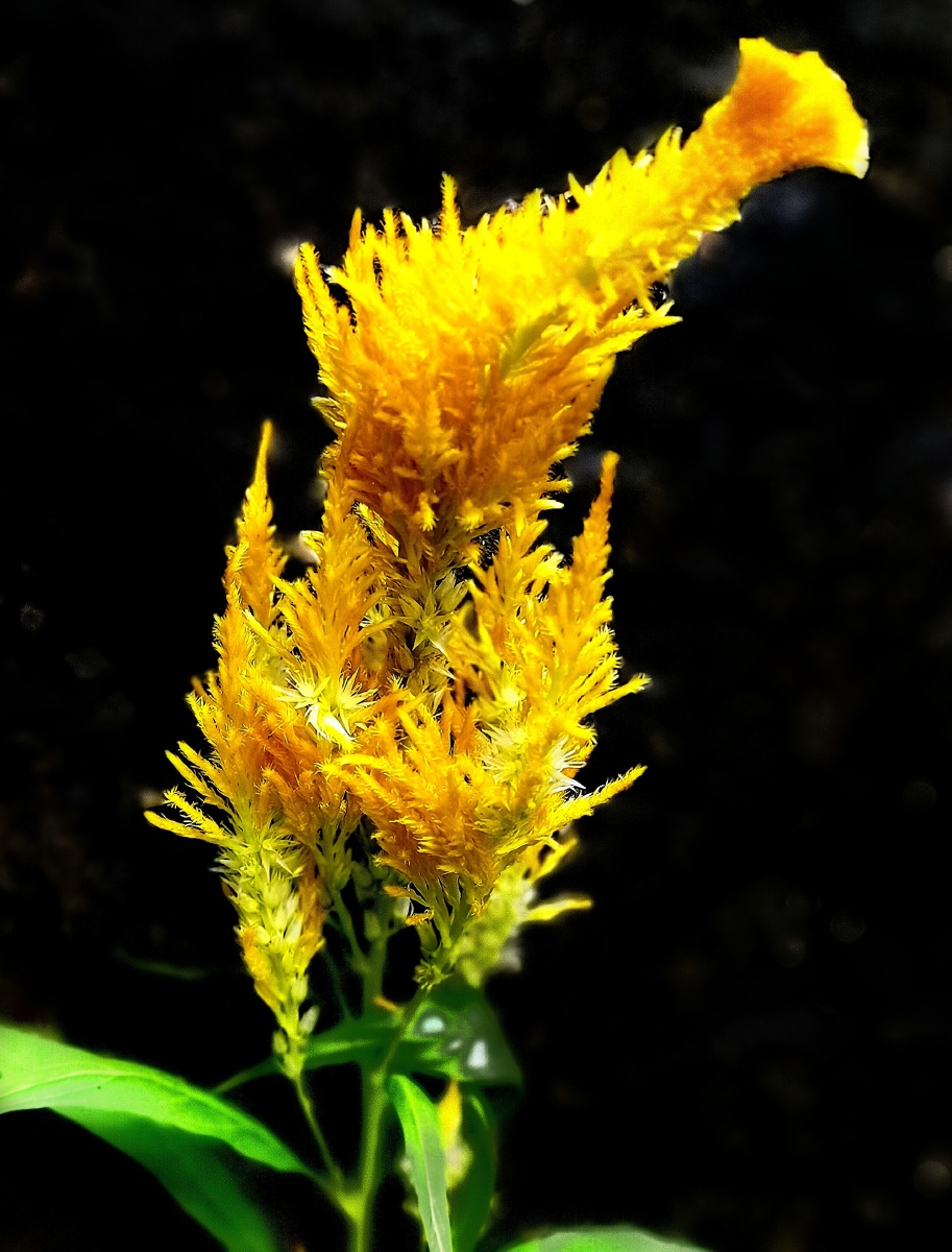 黄色鸡冠花鸡冠花 经风傲霜,花姿不减,花色不褪,被视为永不褪色的恋情