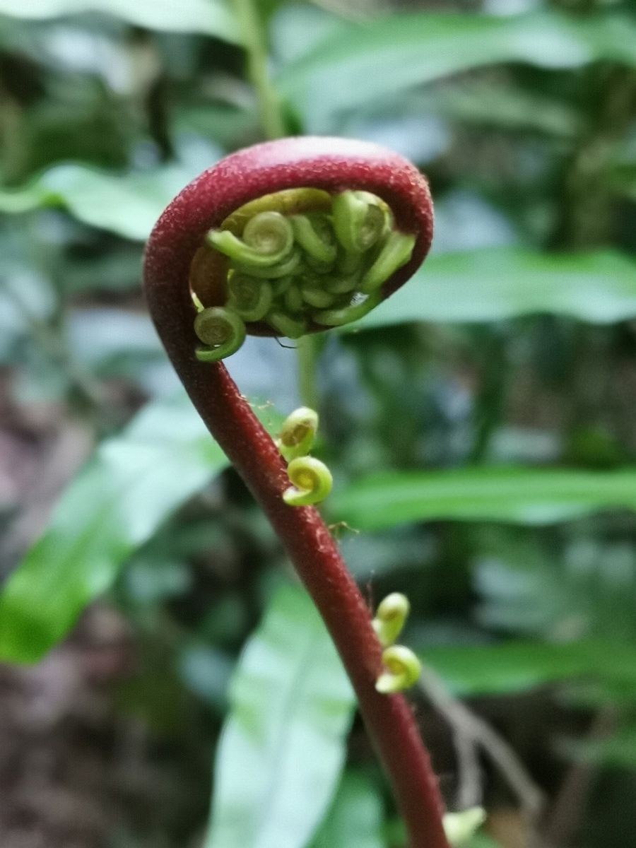 乌毛蕨乌毛蕨属的一种植物,生长于海拔100-1300米较阴湿的水沟旁及坑