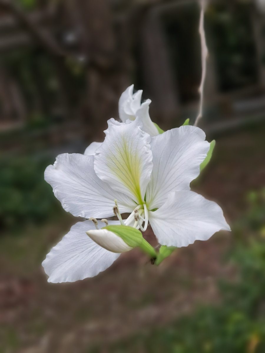 白花羊蹄甲豆科,羊蹄甲属小乔木,叶近革质,花序总状或伞房状,顶生或侧
