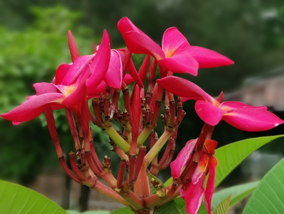 红色鸡蛋花广州白云湖