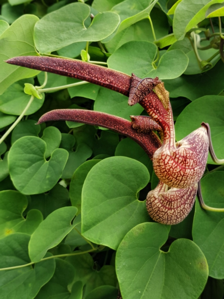 相依相偎麻雀花