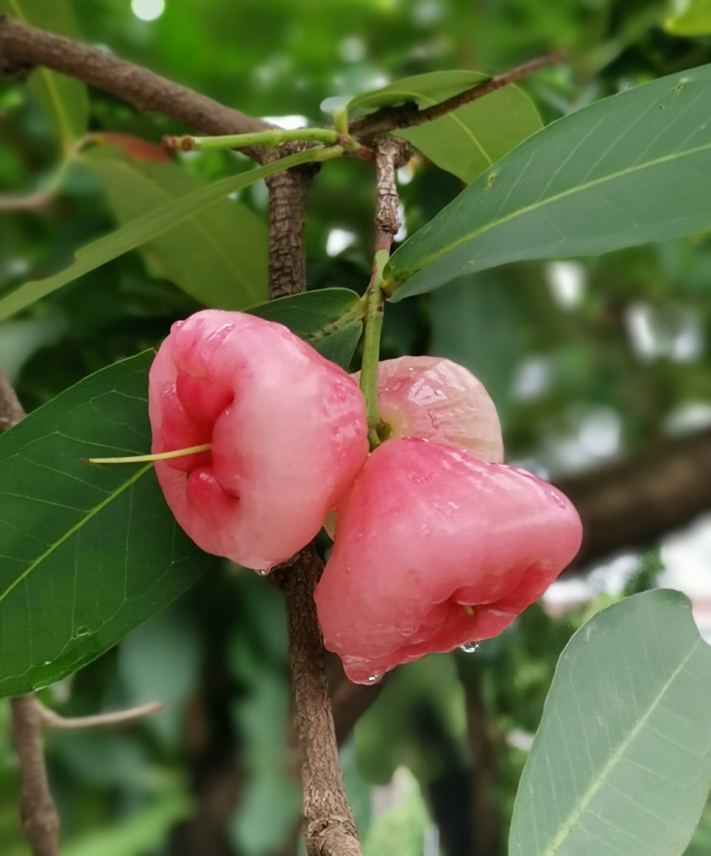 洋蒲桃莲雾天桃熟了露出粉嫩的笑脸等你来采摘享用