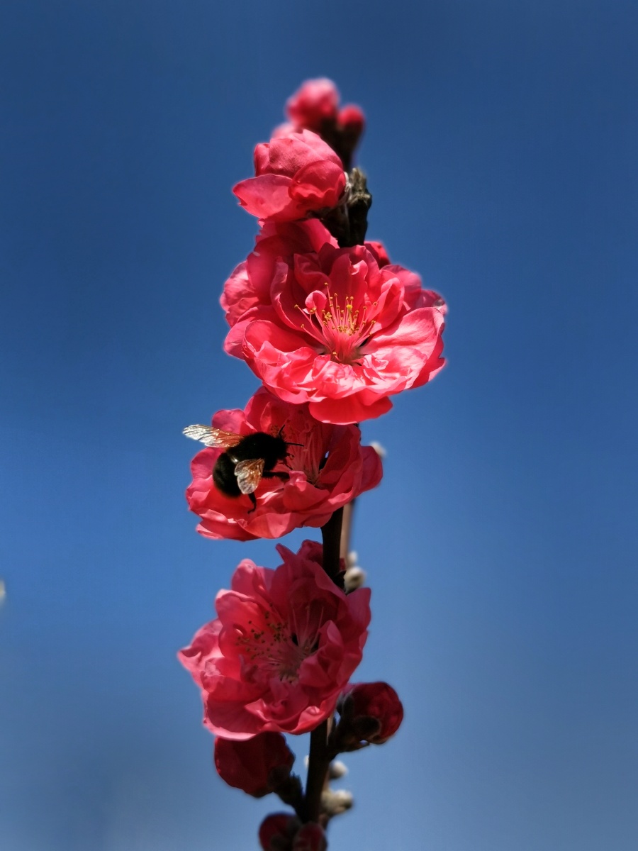 牛年桃花开红艳招蜂来