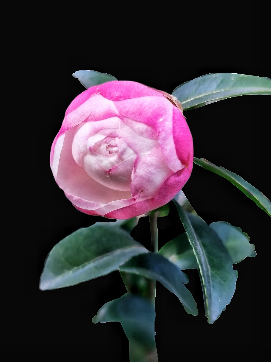 山茶花茶花一束为谁添山色空蒙细雨廉客梦不知何处去春来依旧是江南